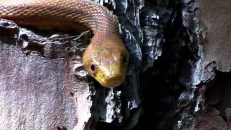 A-yellow-rat-snake-slithers-through-a-tree-in-the-Florida-Everglades-3