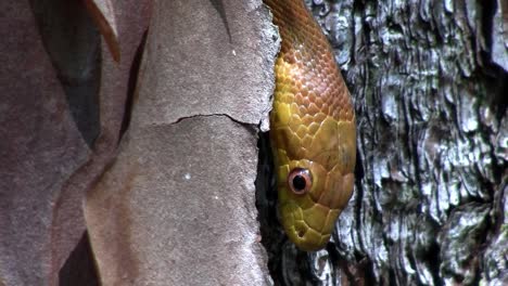 Una-Serpiente-Rata-Amarilla-Se-Desliza-A-Través-De-Un-árbol-En-Los-Everglades-De-Florida-4