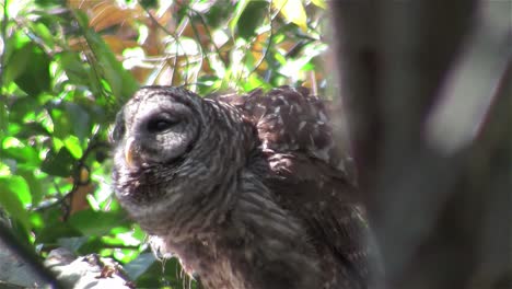 A-barred-owl-calls-out-from-a-tree