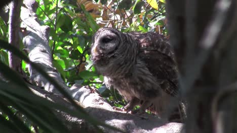 A-barred-owl-calls-out-from-a-tree-1
