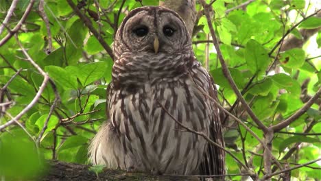 A-barred-owl-calls-out-from-a-tree-2