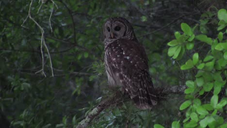 A-barred-owl-looks-around-from-his-perch-in-a-tree