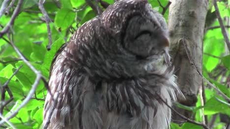 A-barred-owl-preens-himself-from-a-perch-in-a-tree
