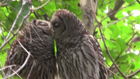 Two-barred-owls-kiss-in-a-tree