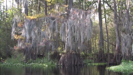 A-POV-shot-traveling-through-a-swamp-in-the-Everglades-1