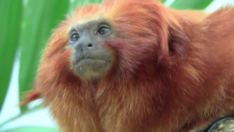 A-lion-tamarin-sits-in-a-tree