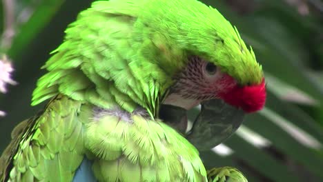 A-great-green-macaw-preens-up-close