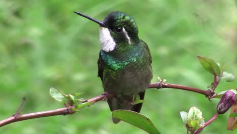 A-grey-tailed-mountaingem-hummingbird-on-a-tree-branch