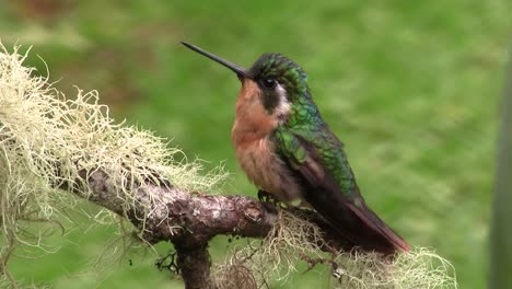 A-red-breasted-and-green-hummingbird-flies-of-a-branch