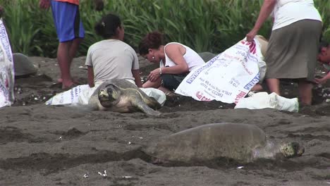 Menschen-Mit-Oliven-Ridley-Meeresschildkröten-An-Einem-Strand-In-Mexiko-4