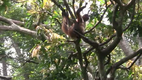 Spider-monkeys-play-in-a-tree