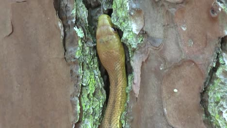 A-yellow-rat-snake-slithers-through-rocks-in-the-Florida-Everglades