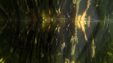The-camera-dips-underwater-in-a-mangrove-forest