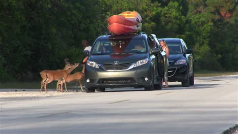 Tourists-hand-feed-deer-from-a-minivan