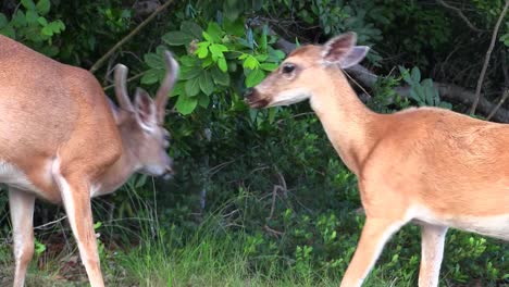 Two-young-deer-play-in-the-forest