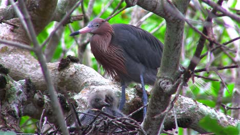 A-little-blue-heron-tends-to-a-nest-of-chicks