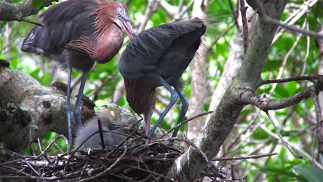 A-little-blue-herons-tend-to-a-nest-of-chicks