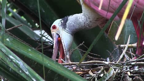 A-roseate-spoonbill-tends-to-chicks-in-a-nest-1