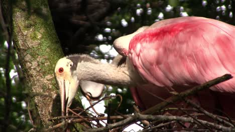 A-pair-of-roseate-spoonbills-build-a-nest