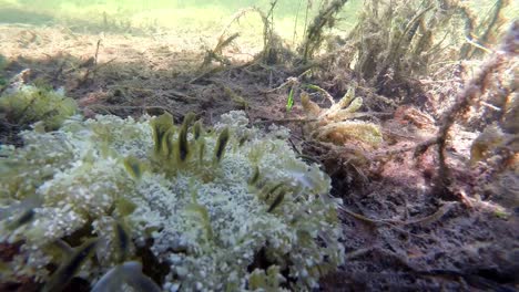 Underwater-view-of-a-mossy-seafloor