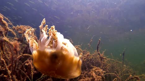 Underwater-view-of-a-jellyfish-swimming