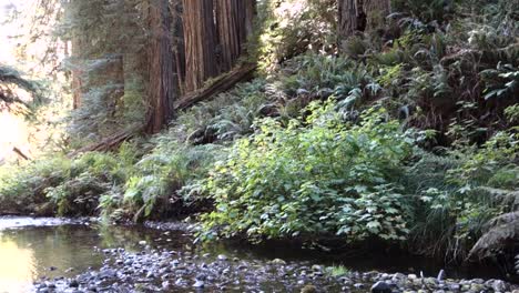 Tilt-down-from-redwood-trees-along-the-California-or-Oregon-coast