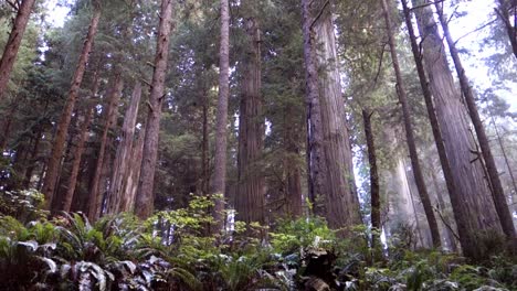 Tilt-up-to-groves-of-redwood-trees-along-the-California-or-Oregon-coast