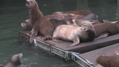 Salón-De-Leones-Marinos-En-Un-Muelle