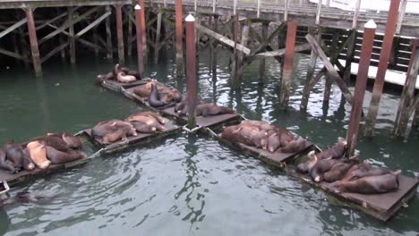 Sea-lions-lounge-on-a-pier-2