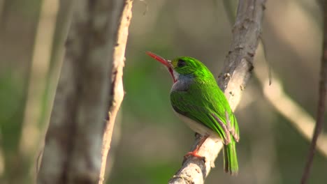 The-Cuban-tody-bird-poses-on-a-small-branch-1