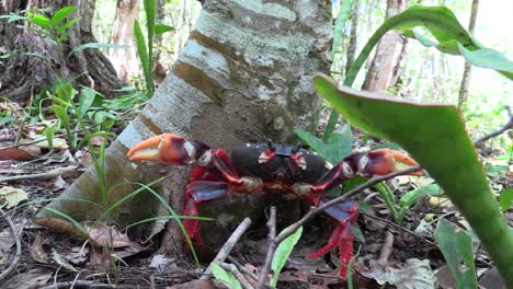 A-colorful-land-crab-poses-under-a-tree-in-a-forest