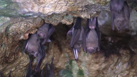 Close-up-of-fruit-bats-in-a-cave-in-Cuba-3