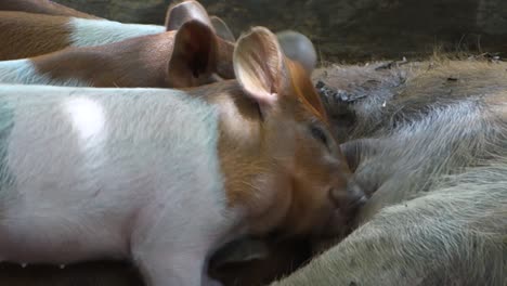Baby-pigs-suckle-at-the-mother's-breast-on-the-farm-1