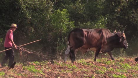 Ein-Kubanischer-Bauer-Pflügt-Seine-Felder-Mit-Ochsen-Von-Hand