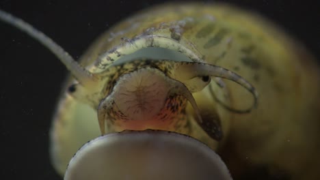 An-extreme-close-up-of-the-mouth-of-an-apple-snail