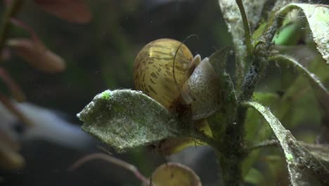An-apple-snail-moves-around-underwater