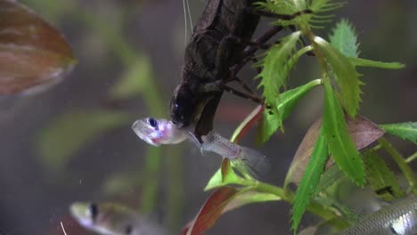 A-dragonfly-nymph-feeding