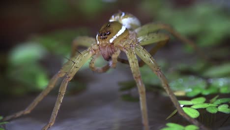 A-fisher-spider-cleans-its-legs-1