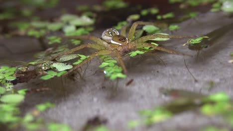 A-fisher-spider-hunts-in-a-shallow-pond