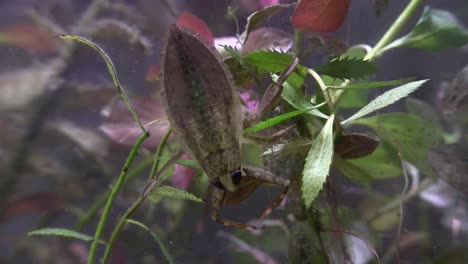A-giant-water-bug-lives-in-a-pond