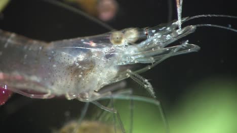 Extreme-close-up-of-a-glass-shrimp-underwater