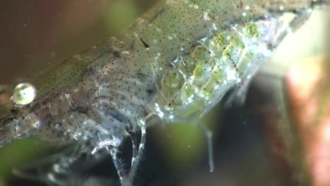 Extreme-close-up-of-a-glass-shrimp-underwater-2