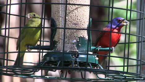 Two-colorful-painted-bunting-songbirds-sit-in-a-cage
