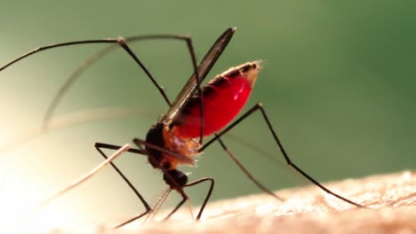 Eine-Mücke-Sticht-Ein-Opfer,-Das-Möglicherweise-Malaria-Oder-Das-Zika-Virus-Verbreitet