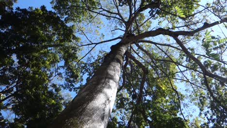 Low-angle-view-under-the-ceiba-tree-towards-canopy