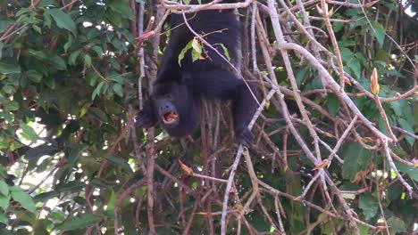 A-howler-monkey-plays-in-the-jungles-of-the-Mexican-Yucatan