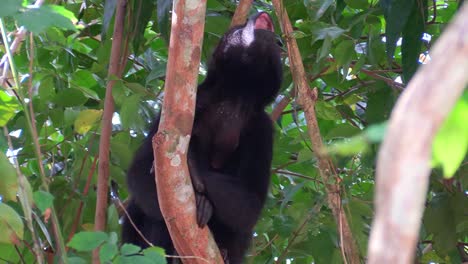 A-howler-monkey-calls-out-in-the-jungles-of-the-Mexican-Yucatan