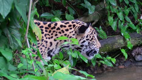 A-beautiful-jaguar-walks-through-a-river-in-the-jungle-2