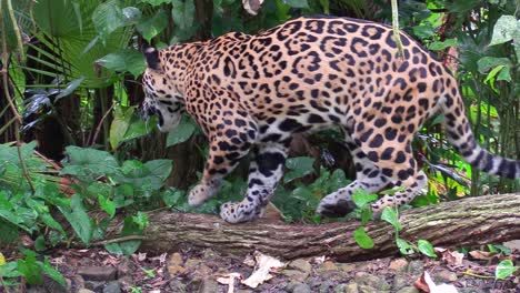 Un-Hermoso-Jaguar-Camina-Por-Un-Río-En-La-Selva-3