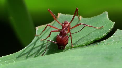 Leafcutter-ants-move-across-a-leaf
